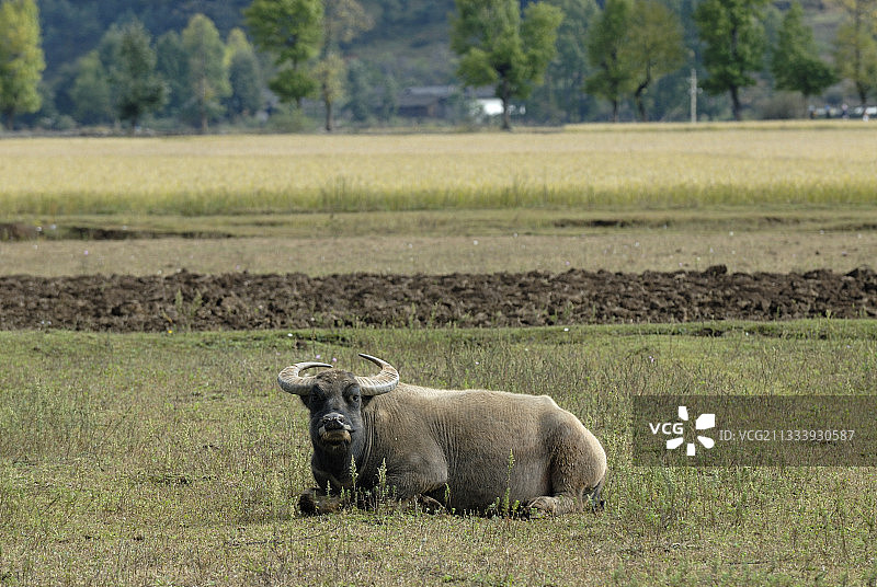 云南泸沽湖附近村庄休息的水牛图片素材