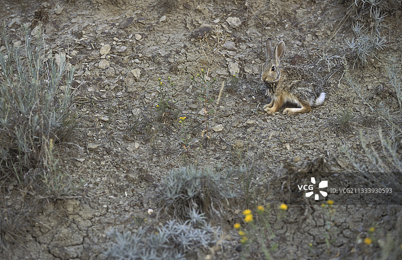 加拿大恐龙省立公园年轻山地棉尾兔图片素材