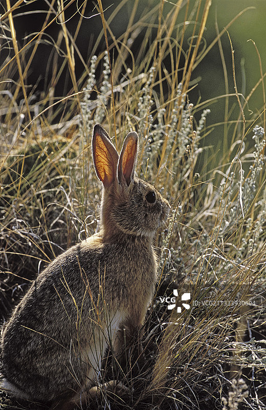 加拿大草原国家公园的山棉尾兔图片素材