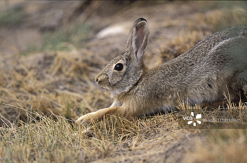 加拿大草原国家公园的山棉兔图片素材