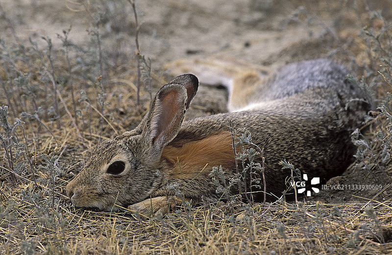 加拿大草原国家公园的山棉兔图片素材