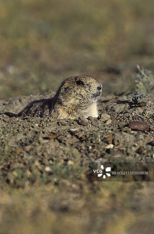 草原国家公园中的黑尾土拨鼠图片素材