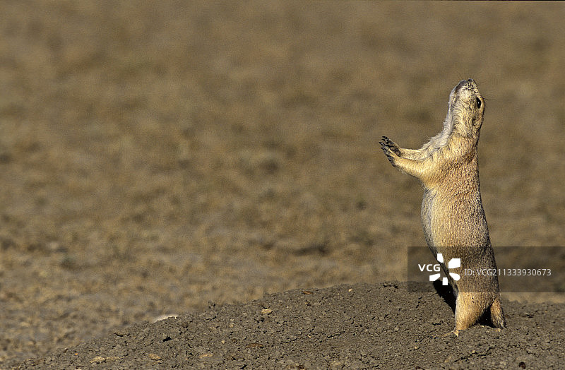 加拿大草原国家公园里的草原犬鼠图片素材