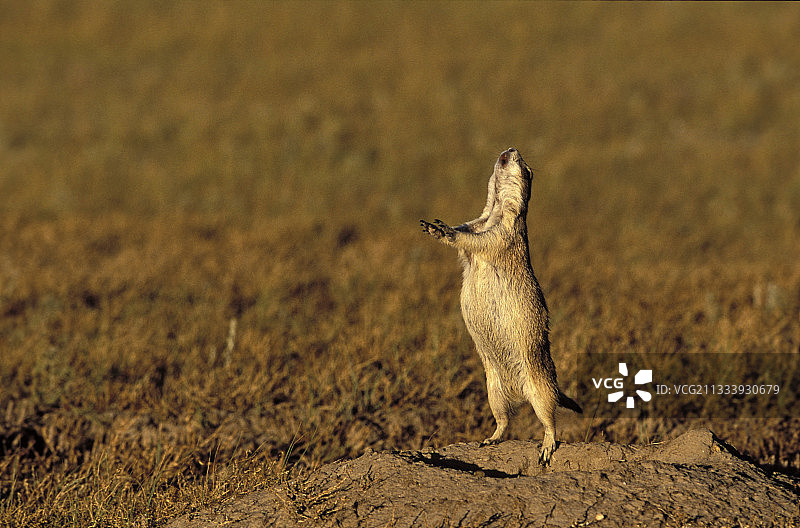 加拿大草原国家公园里的草原犬鼠图片素材