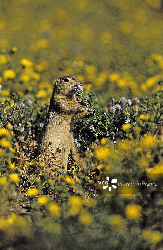 理查森地松鼠在阿尔伯塔省的黄色花朵上吃东西图片素材