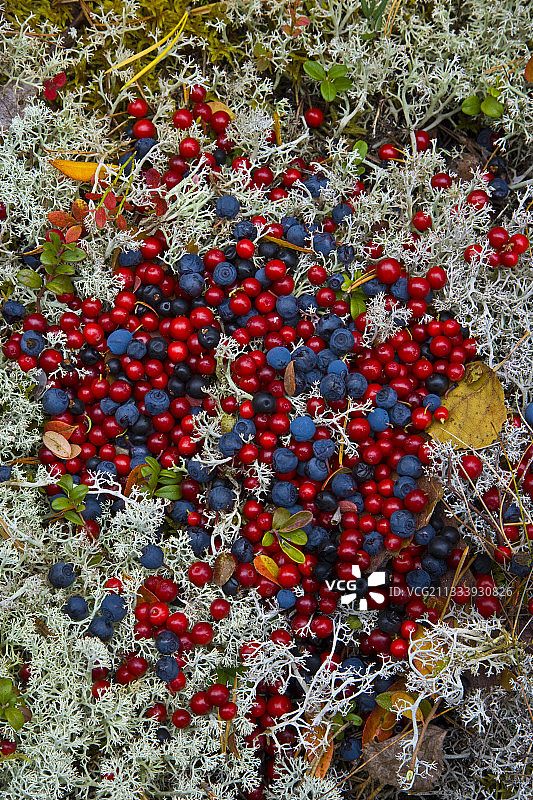 拉普兰芬兰的浆果和地衣秋景图片素材