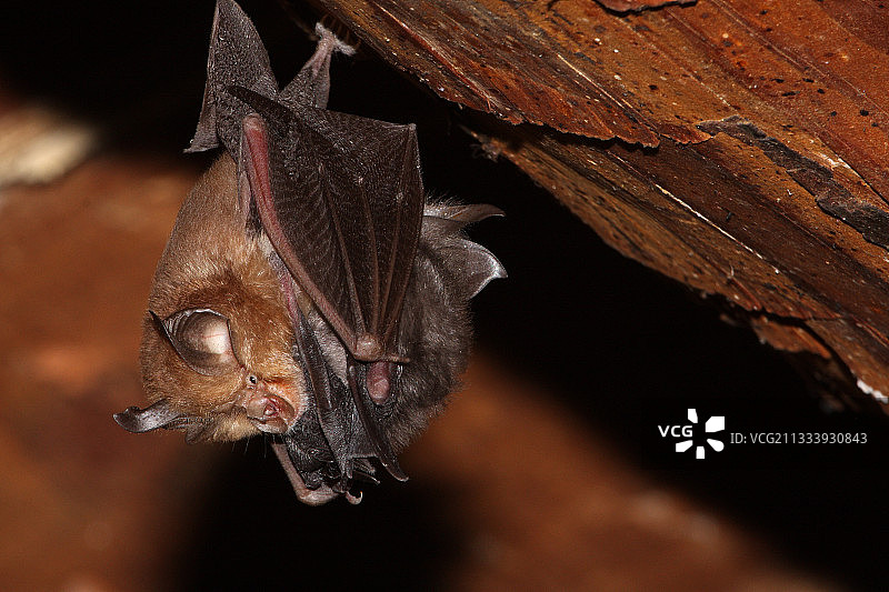 地点：莫尔森林中，悬挂在阁楼的横梁上。图片素材