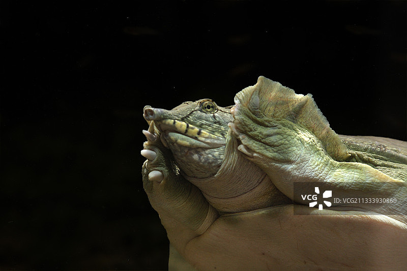 地点：贡法龙的乌龟村，是陆龟的研究中心图片素材