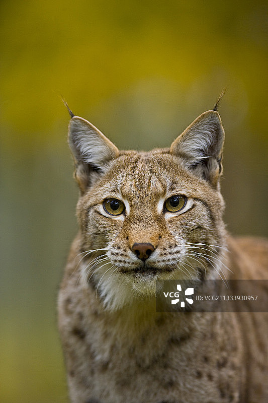 芬兰拉普兰秋季欧亚猞猁肖像图片素材