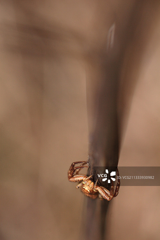 法国瓦尔省干燥茎上的蜘蛛蟹图片素材