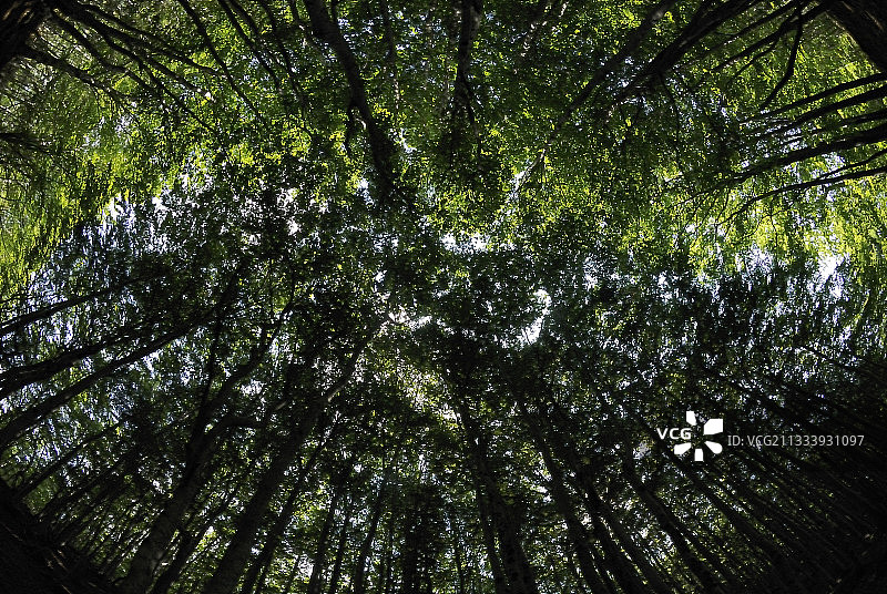 法国山毛榉树冠景观图片素材