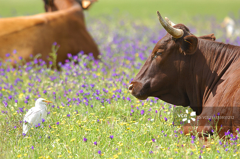 西班牙安达卢西亚草地上奶牛与牛背鹭图片素材