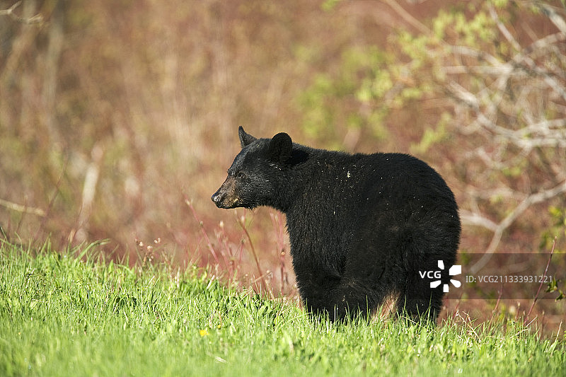 加拿大魁北克弗里隆国家公园草地上的黑熊图片素材