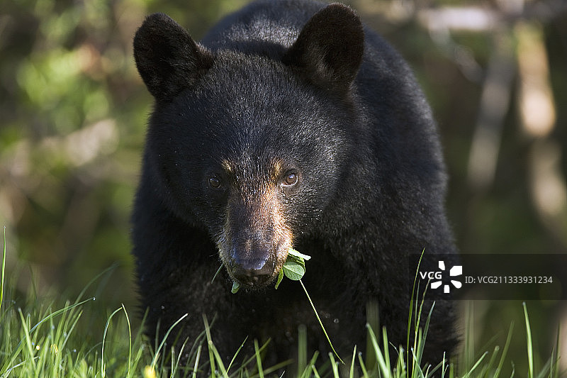加拿大魁北克弗里隆国家公园草地上的黑熊图片素材