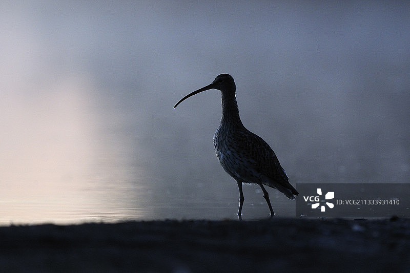法国欧亚杓鹬剪影图片素材