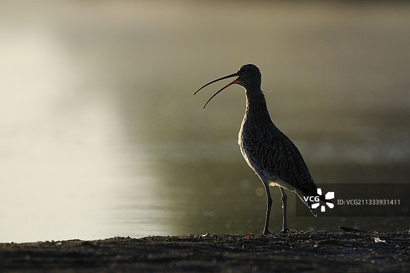 法国欧亚杓鹬剪影图片素材