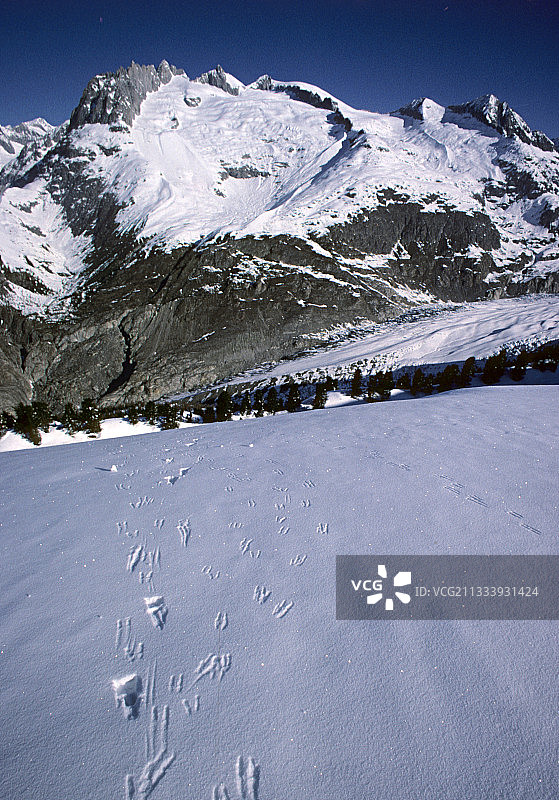 雪地岩羚羊脚印图片素材