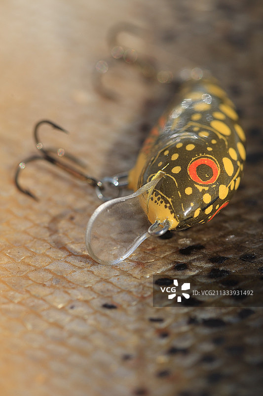 刚捕获的鱼的皮肤上的人造鱼饵，法国图片素材