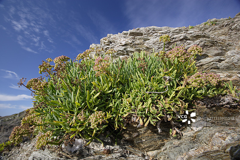法国莫尔比昂海岸岩石上的海茴香图片素材