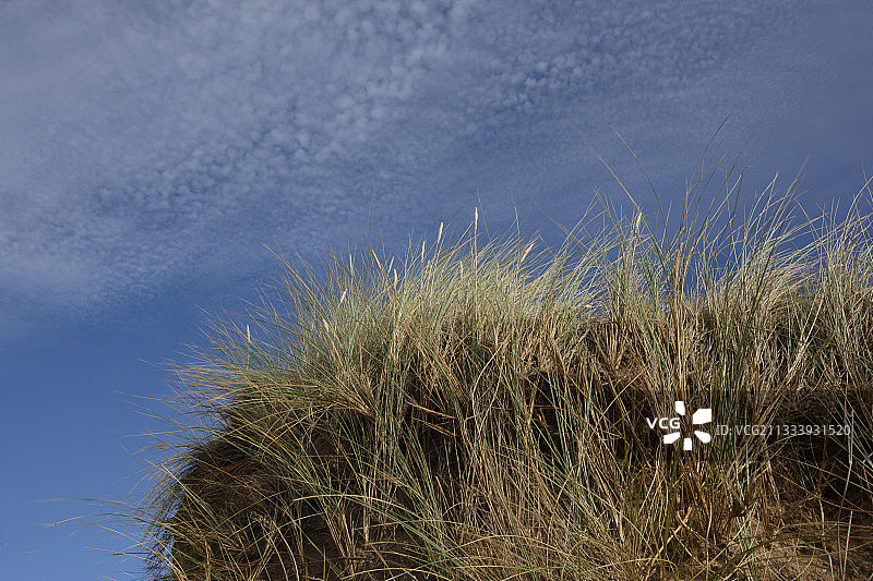 美丽岛沿海沙丘上的海滩草丛图片素材