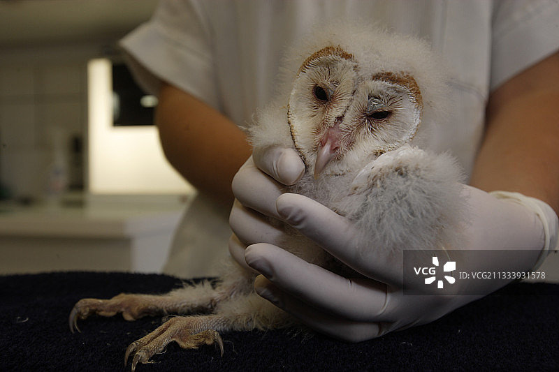 南特野生动物诊所的位置图片素材