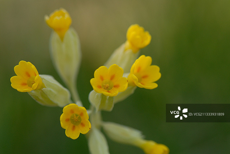 药用报春花图片素材