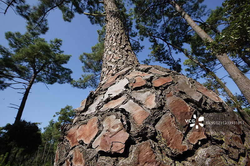 位置：阿尔韦尔半岛，这片森林种植于19世纪，旨在限制沙丘的侵蚀：这是一片沿海防护林图片素材