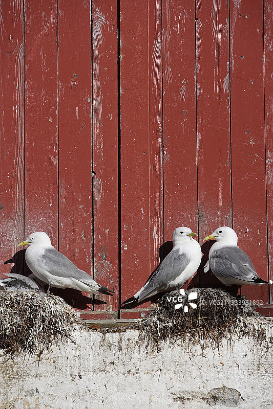在挪威墙壁上筑巢的 Kittiwakes 海鸥图片素材