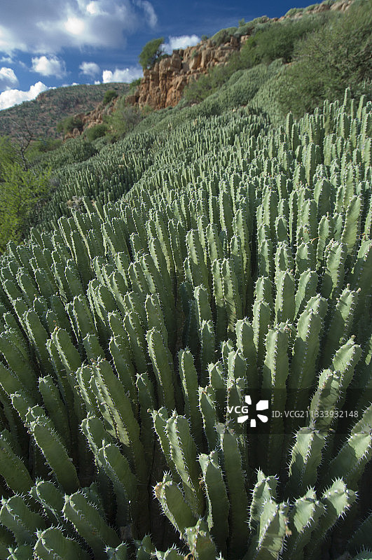 摩洛哥内陆的大戟属植物图片素材