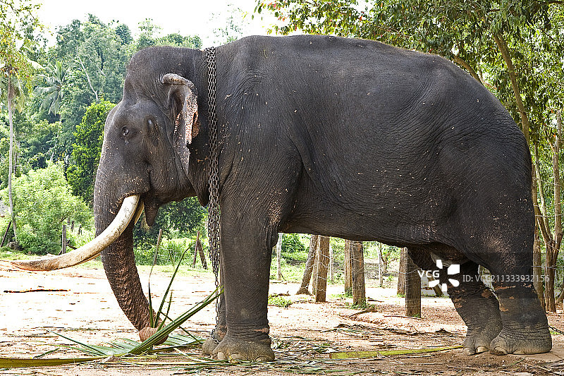 由于斯里兰卡的不良待遇而眼睛受伤的亚洲象图片素材