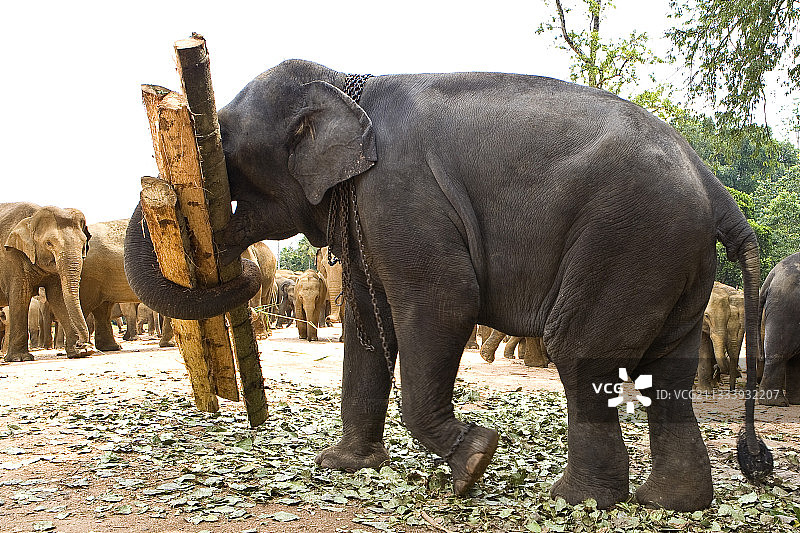 斯里兰卡携带树干的亚洲象图片素材