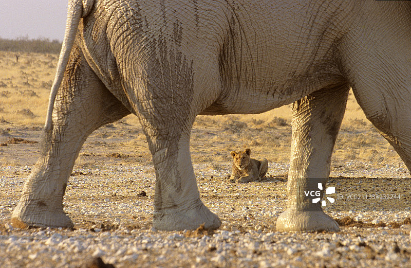 非洲象走在纳米比亚母狮前图片素材