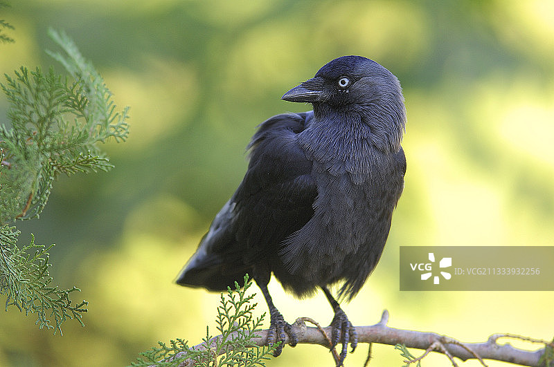 落在树枝上的寒鸦，摩洛哥图片素材
