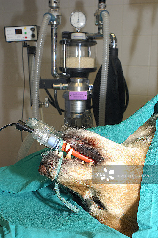在法国，对狗进行麻醉手术图片素材