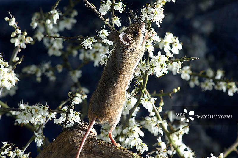 正在吃黑刺李芽的长尾田鼠，法国图片素材