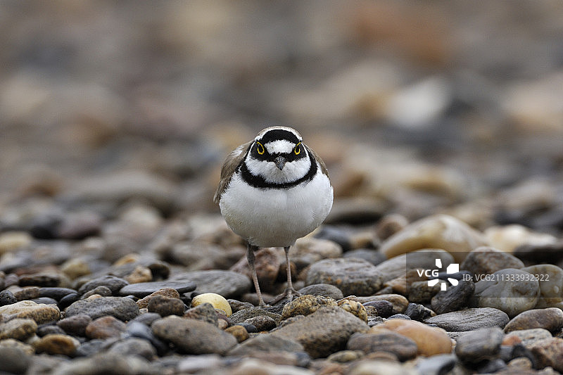 法国石头上的小环颈鸻图片素材