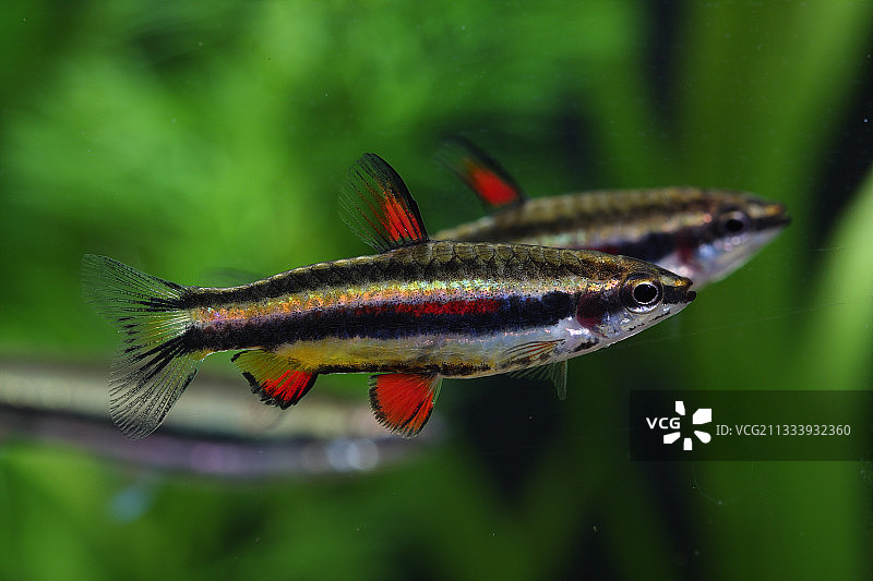 雄性之间的矮铅笔鱼天堂图片素材