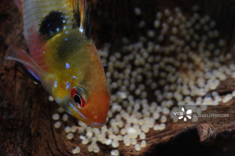 Ram慈鲷雌鱼守护着它的卵图片素材