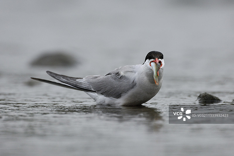 普通燕鸥正在吃鱼（法国）图片素材