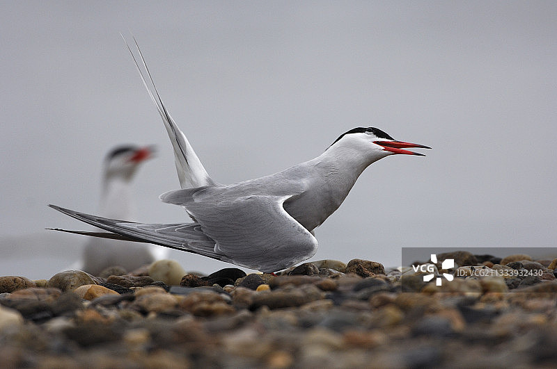 警惕的燕鸥（法国）图片素材