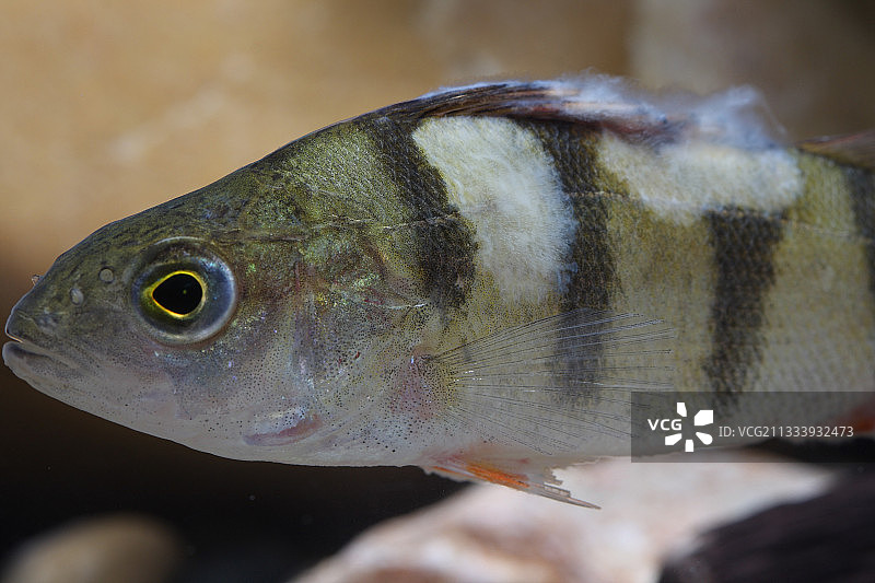 河流中的杆子图片素材