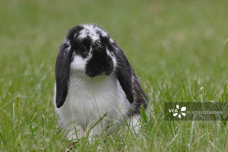 草地上的兔子图片素材
