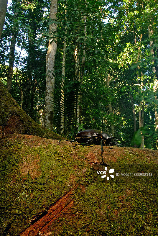 法属圭亚那根上的雄性象鼻虫图片素材