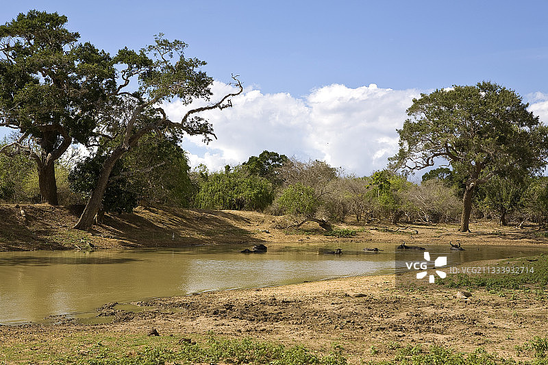 亚拉国家公园的饮水处，斯里兰卡图片素材