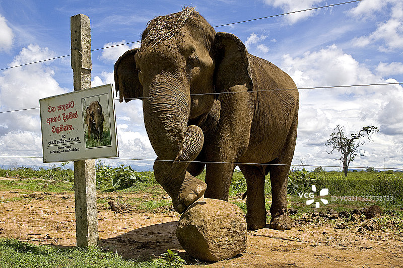 斯里兰卡屏障后的野生亚洲象图片素材