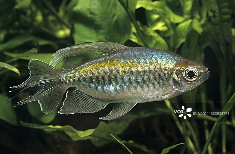 刚果四线鱼图片素材