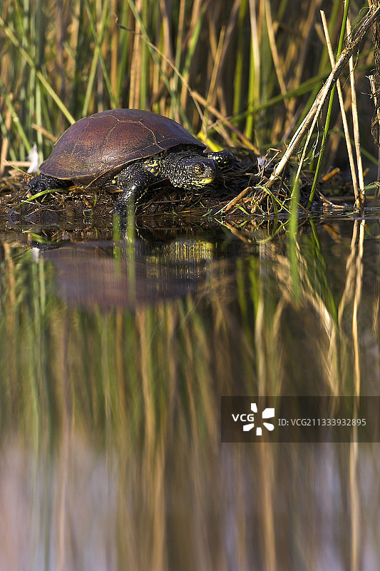 欧洲泽龟在法国䴙䴘巢中取暖图片素材