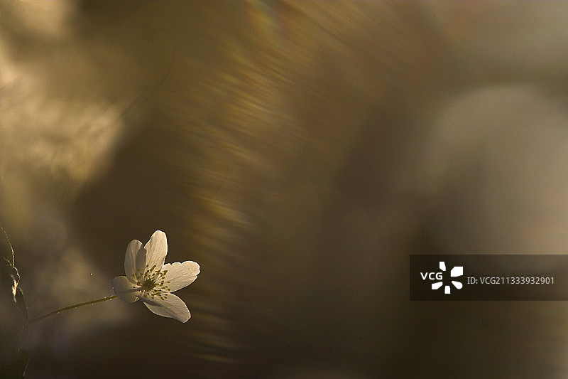 法国傍晚灌木丛中的欧洲银莲花图片素材