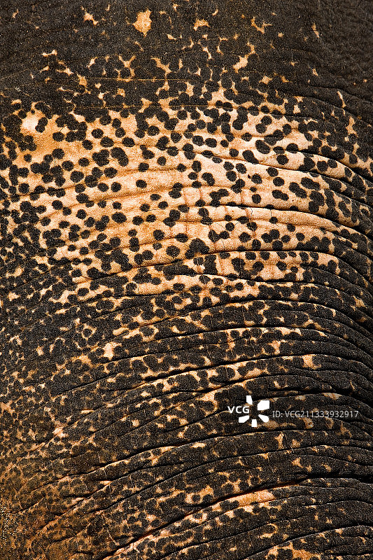 斯里兰卡亚洲象皮肤色素减退图片素材