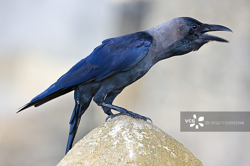 斯里兰卡岩石上的家鸦图片素材